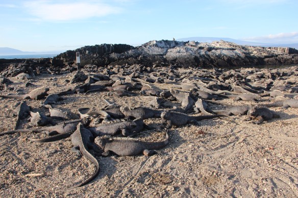 Marine iguanas everywhere