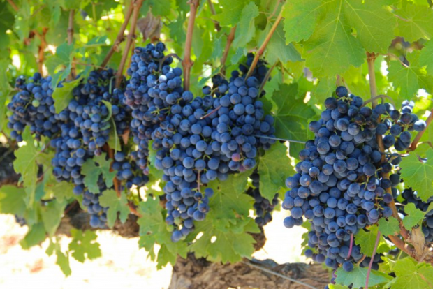 Tasting fresh grapes on the vines was a serious perk of the South Africa job.